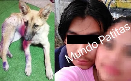 VIDEO. Identifican a hombres que mataron a puñaladas a la perrita "Waffle" en Milpa Alta