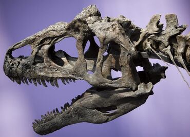 Subastas de esqueletos de dinosaurios podría dejar a la ciencia sin conocer especies nunca antes identificadas