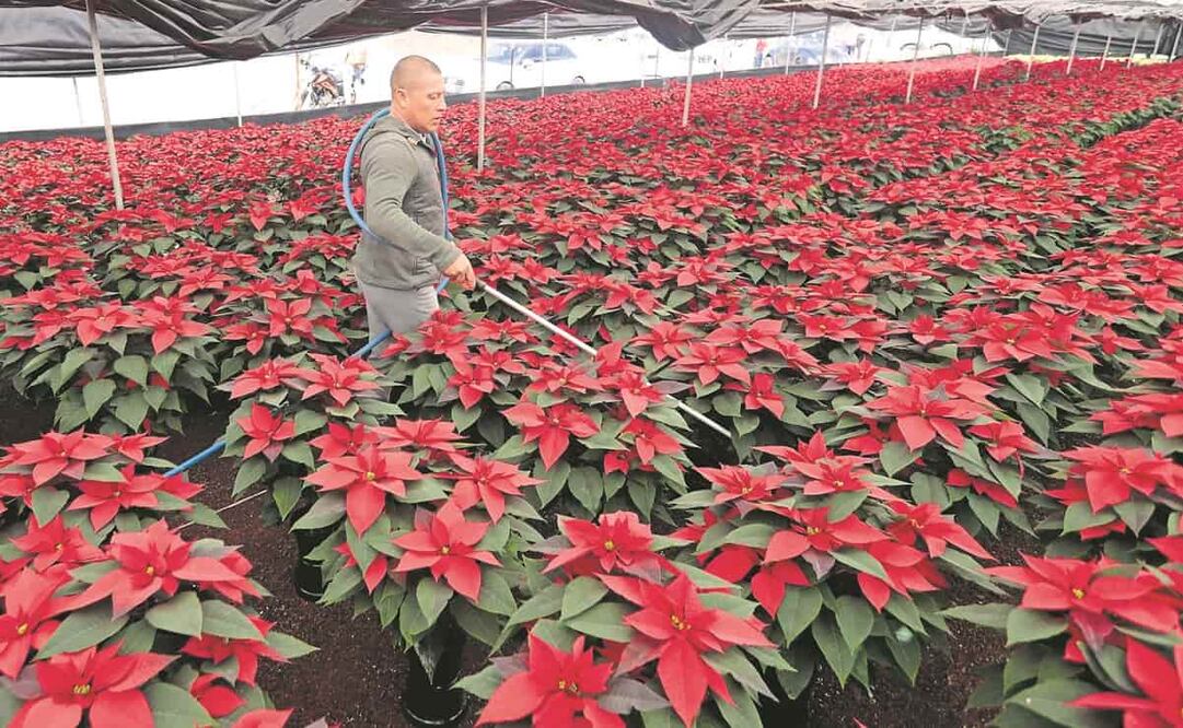 En San Luis Tlaxialtemalco, en Xochimilco, alistan las flores de nochebuena para su comercialización. Foto: Berenice Fregoso. El Universal