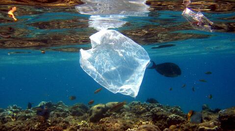 Partículas de plástico transportan gérmenes de la Tierra al mar: estudio 