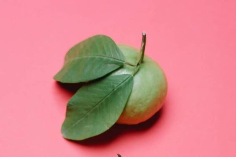 ¿Dormiste mal? la hoja de guayaba puede ayudar para este y otros males