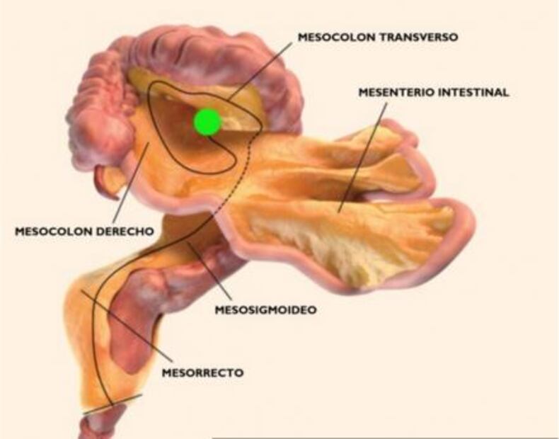Descubren un "nuevo órgano" en el cuerpo humano