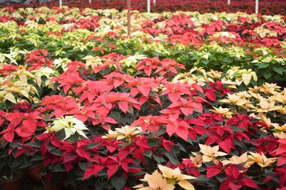 Se venden más de un millón 700 mil nochebuenas en CDMX en esta temporada decembrina; derrama económica supera los 98 mdp: Sedema