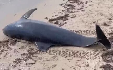 Encuentran restos de delfín nariz de botella en puerto de Yucatán; ambientalistas sospechan que muerte se debe a actividad humana