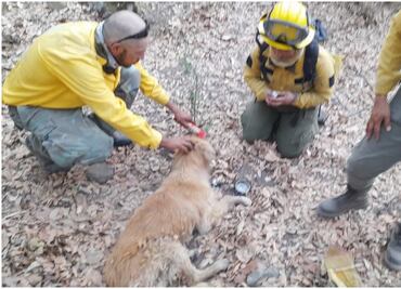 Rescatan a perrito en zona de incendio en Huehuetoca, Edomex