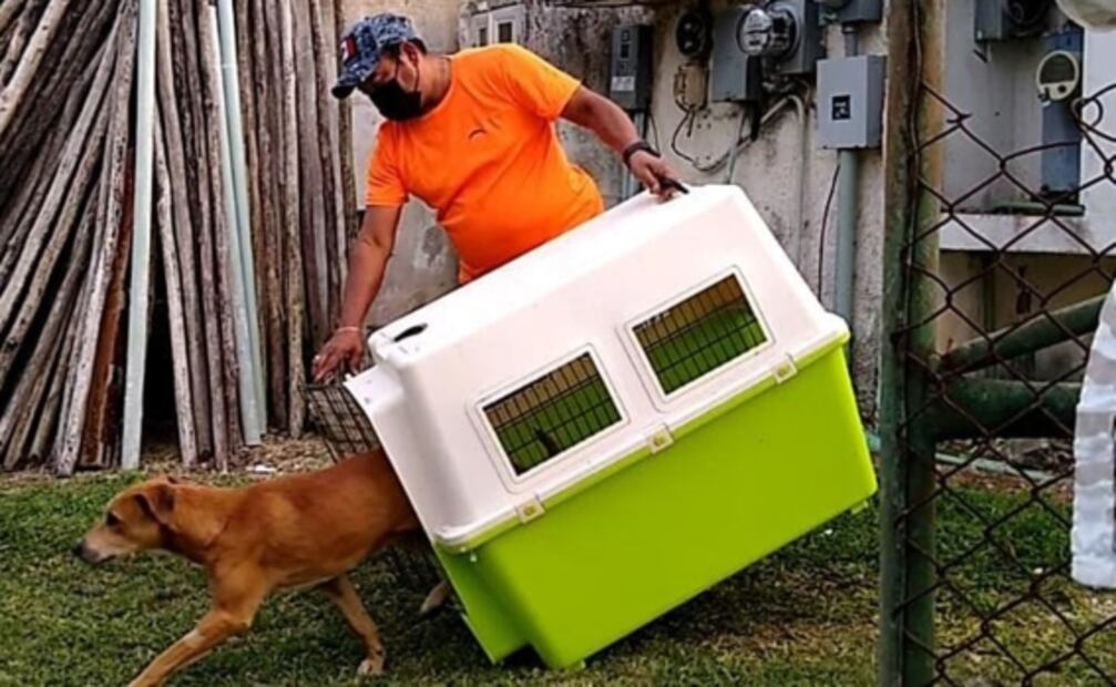 Inicia "Operación Rescate de Perros de Kukulkán" para esterilizar y vacunar a perritos callejeros que pasean en Chichén Itzá