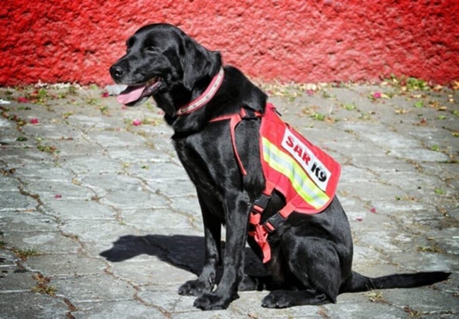 Proteo y otros perritos rescatistas que apoyan en terremoto de Turquía