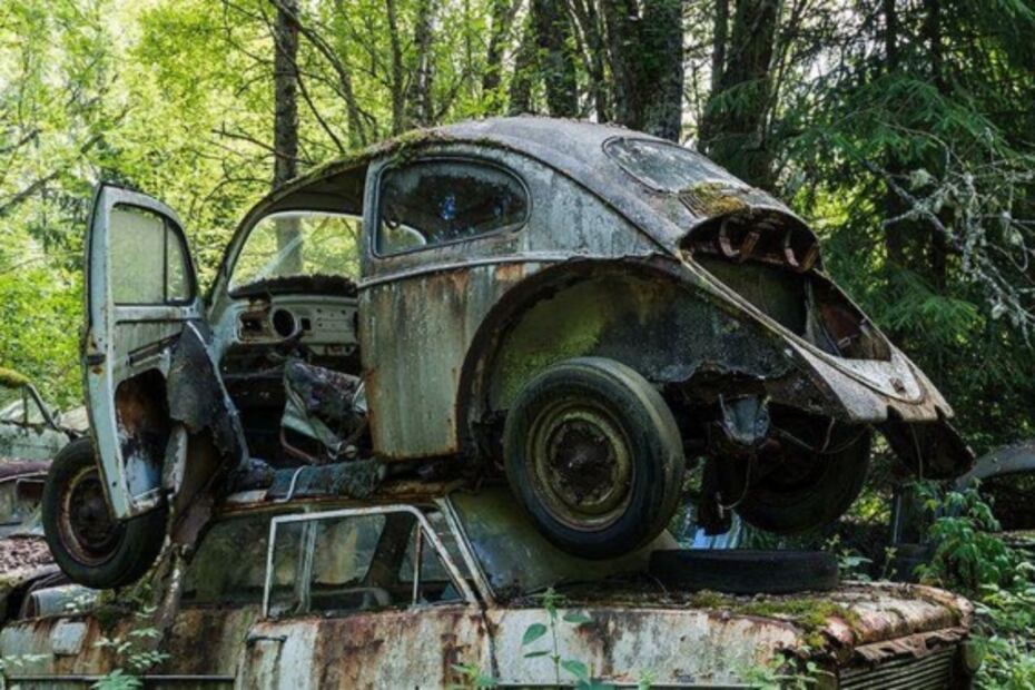 El tenebroso bosque con cientos de Vochos abandonados a la mitad de la nada