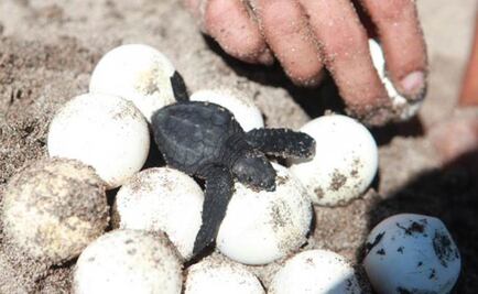 Mexico says it is committed to reducing sea turtle deaths 