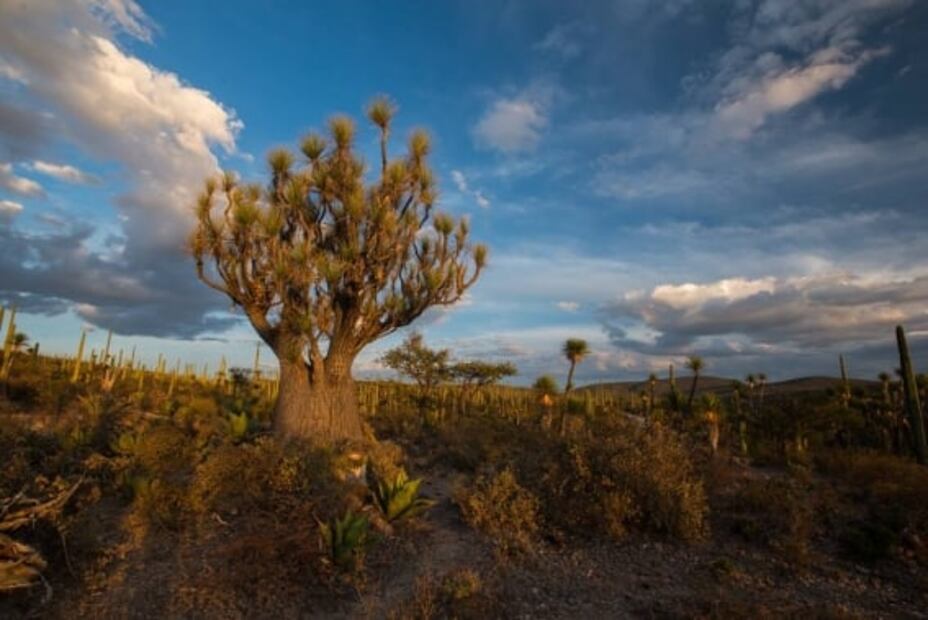 Puebla. Qué hacer en la Reserva de la Biósfera Tehuacán-Cuicatlán