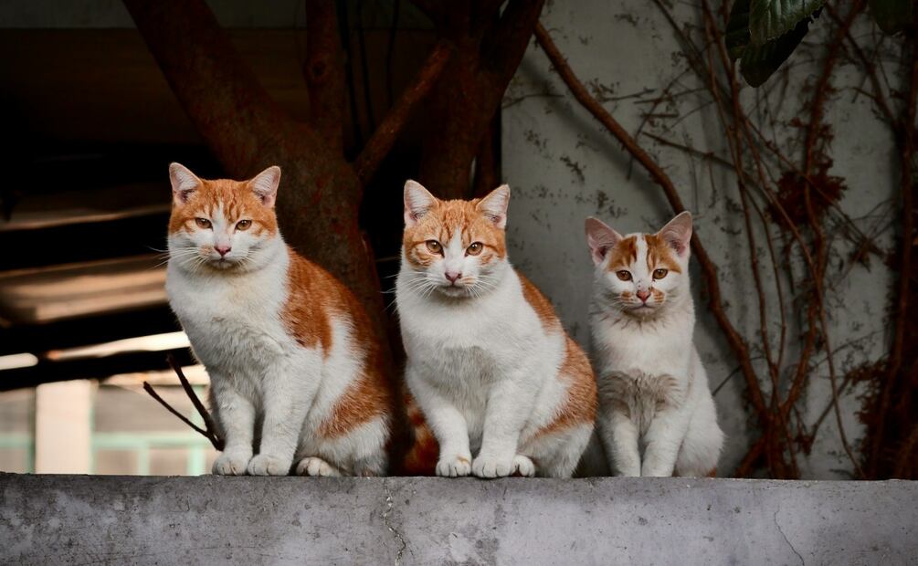 El Festival Gatotitlán Otoño 2025 contará con campañas veterinarias gratis. Foto: X @CulturaCiudadMx