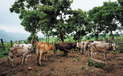 Se roban 10 mil aretes para ganado de Chiapas