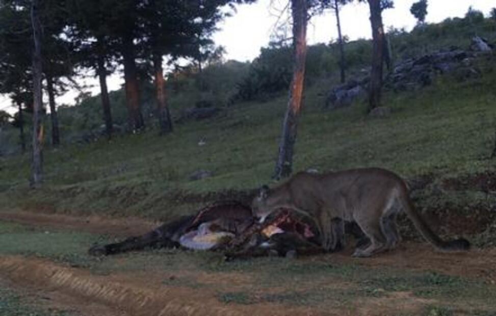 En Actopan, Hidalgo, protegen a su vecino: el puma