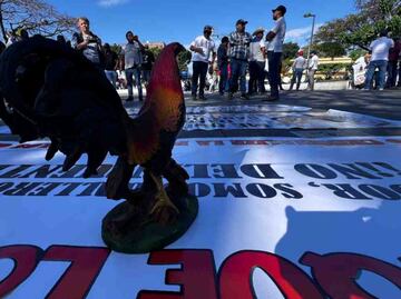 Gobierno de Chiapas prohíbe peleas de gallos y carreras de caballos; decreto busca la pacificación en la entidad