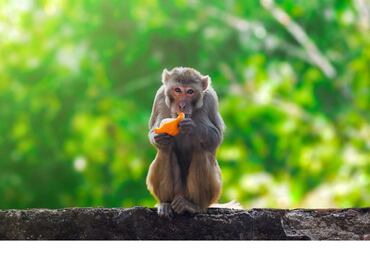Polémica por interés de China en comprar 100 mil macacos a Sri Lanka: ¿para qué?