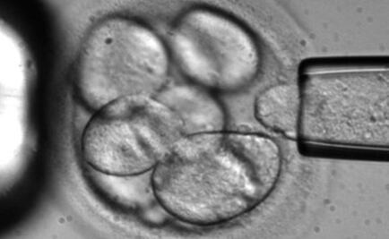 Logran modificar genes de embriones humanos