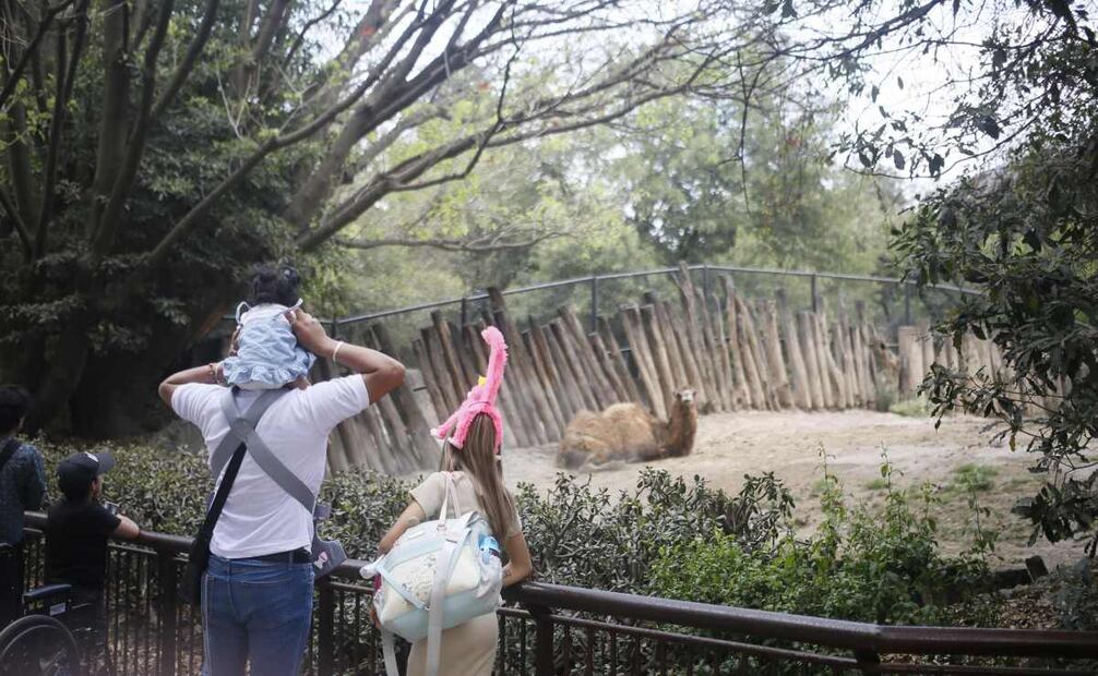 Niños disfrutan en compañía de sus familias en el zoológico de Chapultepec (30/04/2025). Foto: Darío Luna / EL UNIVERSAL