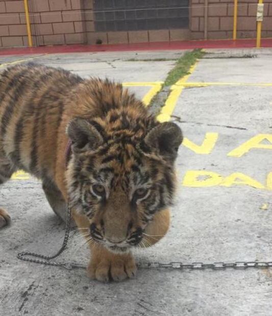 Profepa asegura cachorro de tigre en restaurante de Iztapalapa