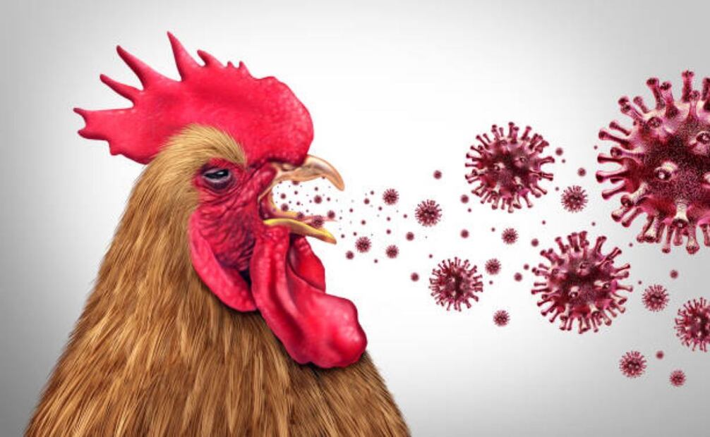 Gripe aviar. Foto: iStock