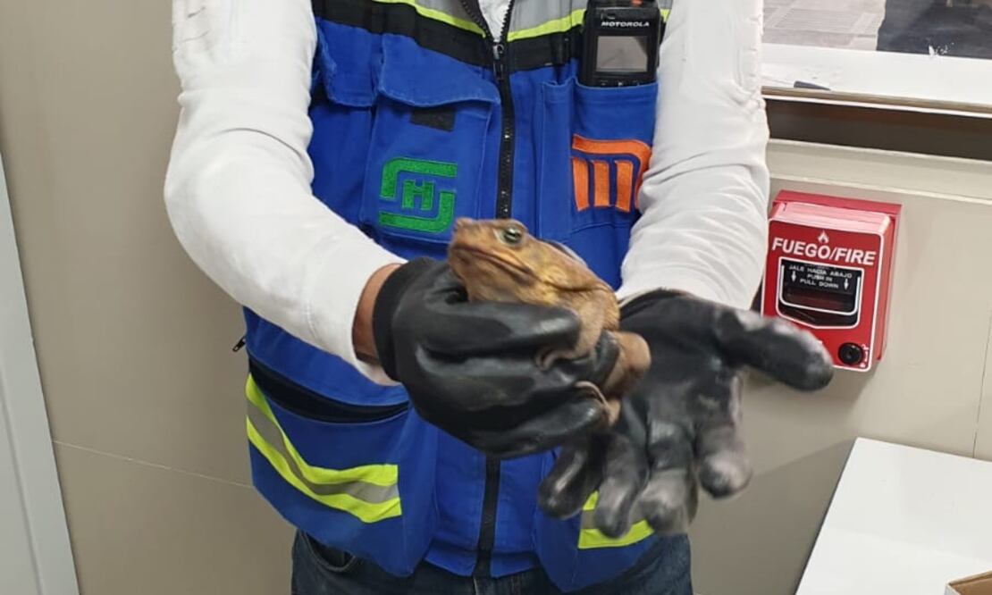 El sapo, de la familia de los bufonidos, será canalizado a la Brigada de Vigilancia Animal de la Secretaría de Seguridad Ciudadana. Foto: X MetroCDMX (@MetroCDMX)