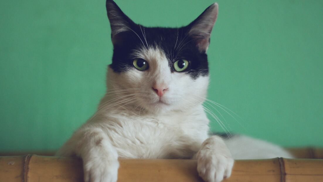 Gatito viral | Fuente: Unsplash. Autor: Manja Vitolic
