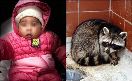 ​Mapache agresivo hiere de gravedad a bebé en Filadelfia