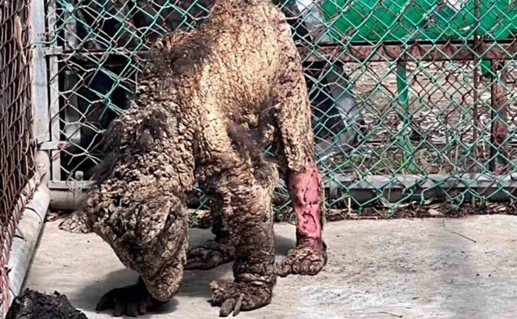 Denuncian posible maltrato animal y negligencia del Zoológico “La Pastora” en el manejo de la osa “Mina”. Foto: Especial