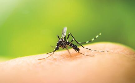 Tras dos años sin casos registrados, reaparece la malaria en Chile