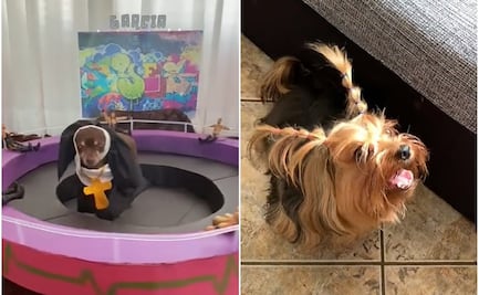 ¿Adorables o aterradores? Se viralizan en TikTok “el perro monja” y el perro caracterizado de “la niña Dobby”