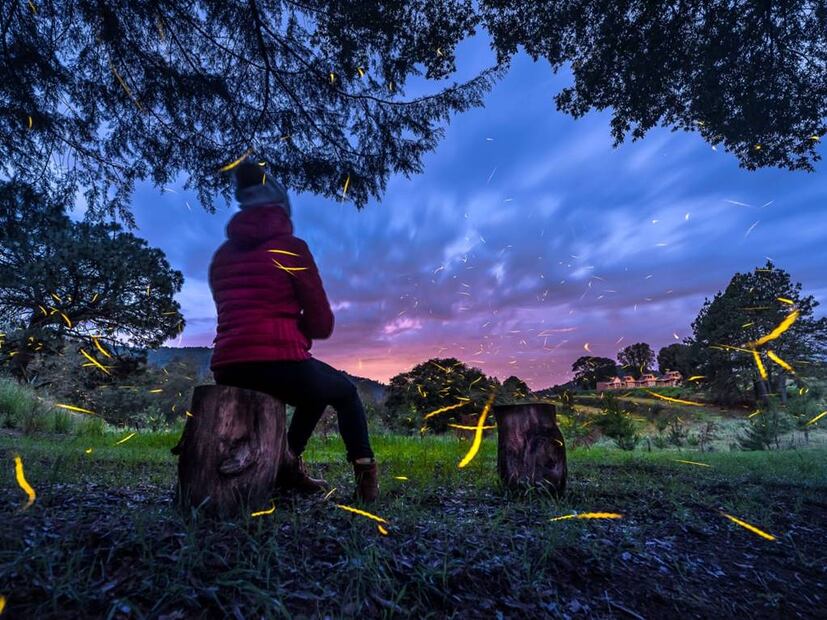 Foto: Canto del Bosque