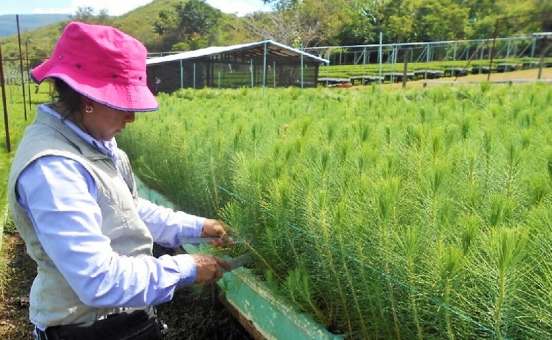 (Foto: Cortesía / Conafor)