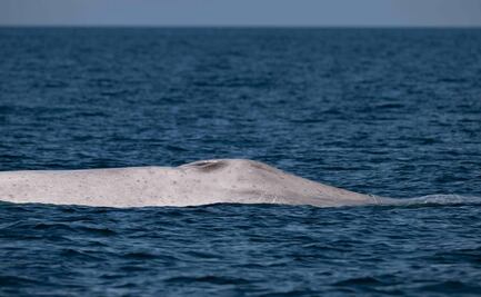 VIDEO: Captan a ballena azul con albinismo en BCS; representa un "hito sin precedentes" en México