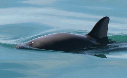 Corte de Comercio de EU insta a prohibir importación de mariscos de México por vaquita marina