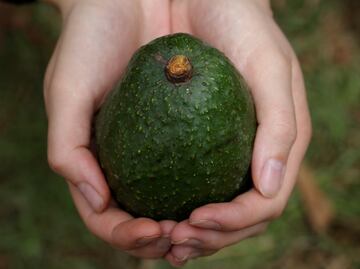 Mexican government boosts avocado production