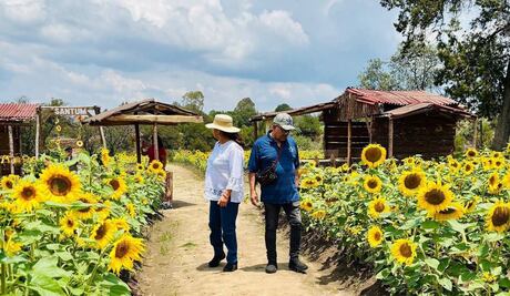 Cuándo es el Festival Entre Girasoles en Tlaxcala