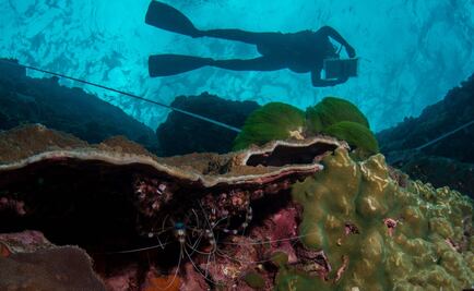 Diez películas para celebrar el Día Mundial de los Océanos
