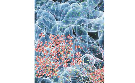Estudian la microbiota intestinal en relación con la obesidad