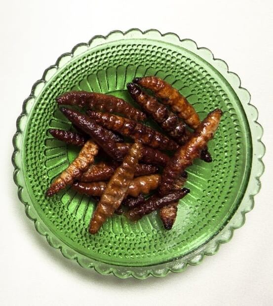 Conoce algunos insectos comestibles mexicanos