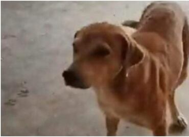 Perrita es atacada a machetazos en Yucatán; le aplican eutanasia tras graves heridas