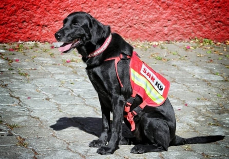 Davey y Vesper, los perritos rescatistas de Reino Unido que apoyan en rescates de Turquía
