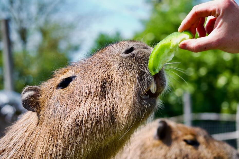 En el Acuario Michin puedes interactuar e incluso alimentar capibaras. Foto: Pexels