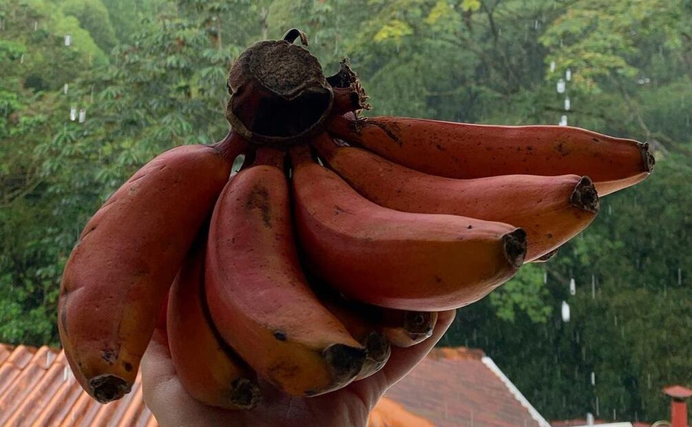 Beneficios del plátano rojo. Foto: guardianes_de_pijao / Instagram