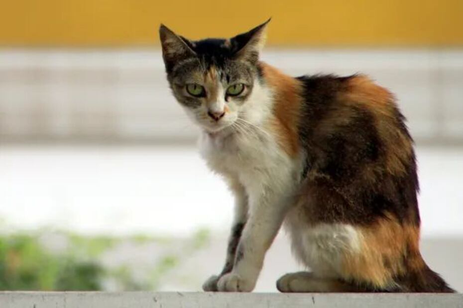 La columna más prominente de un Gato puede ser un indicio de varias cuestiones. Fuente: Freepik.