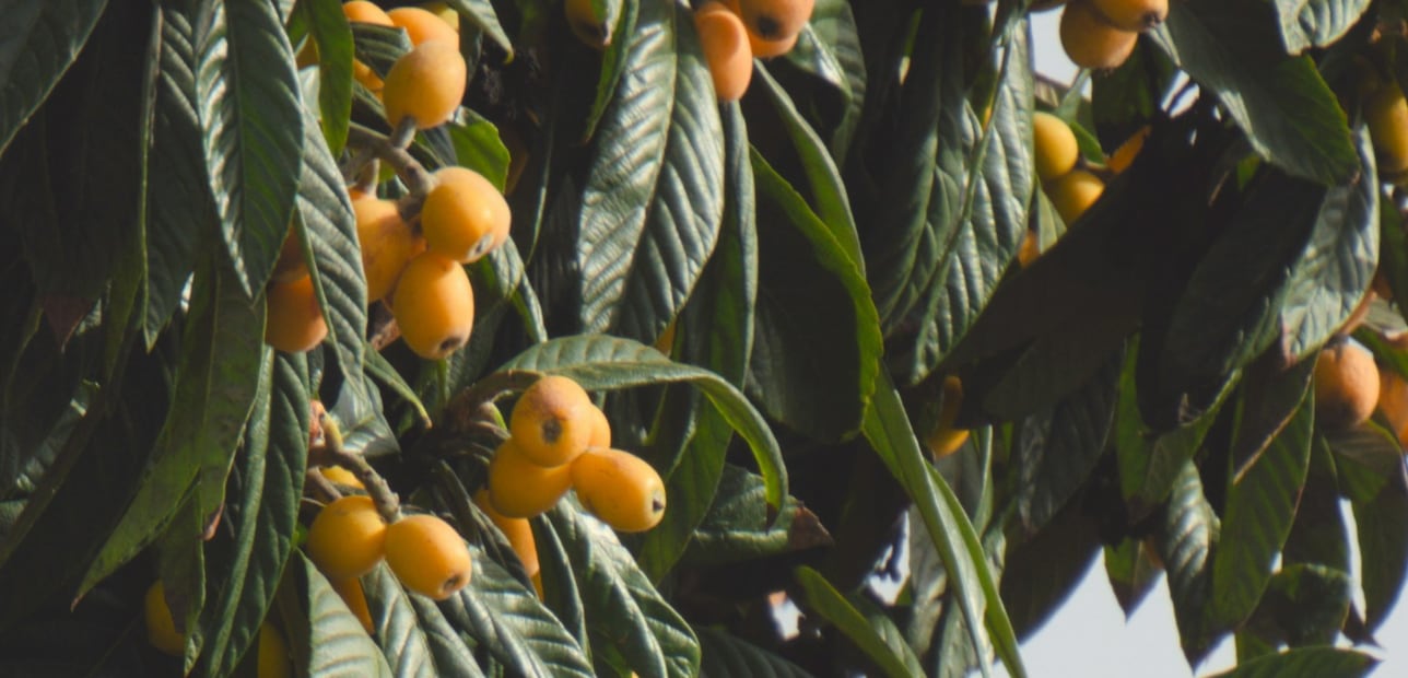 Estos son los beneficios del níspero. Foto: Unsplash