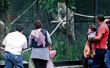 FOTOS: ¡Chapultepec está de fiesta! El considerado “Zoológico Nacional” celebra 102 años
