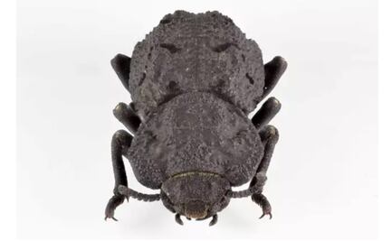 Un indestructible escarabajo devela sus secretos e inspiran a la aeronáutica