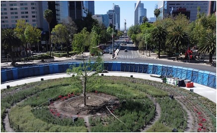 Autoridades de CDMX valoran retiro de vallas del ahuehuete de Paseo de la Reforma; “tiene salud favorable”, dice Brugada