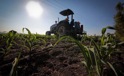 Agroecología, el reto de olvidar agroquímicos en cultivos de granos, frutos y hortalizas; productos incursionan en mercado internacional 