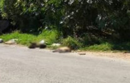 Acusan envenenamientos de 37 perros en Cuernavaca