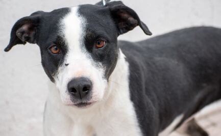 ¿Tienes a tu perrito en la azotea? Esta es la multa que debes pagar por exponerlo al calor
